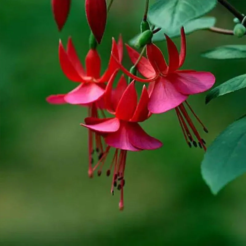 Fuchsia Hybrida Voss Seeds The fairy flower up to 50%