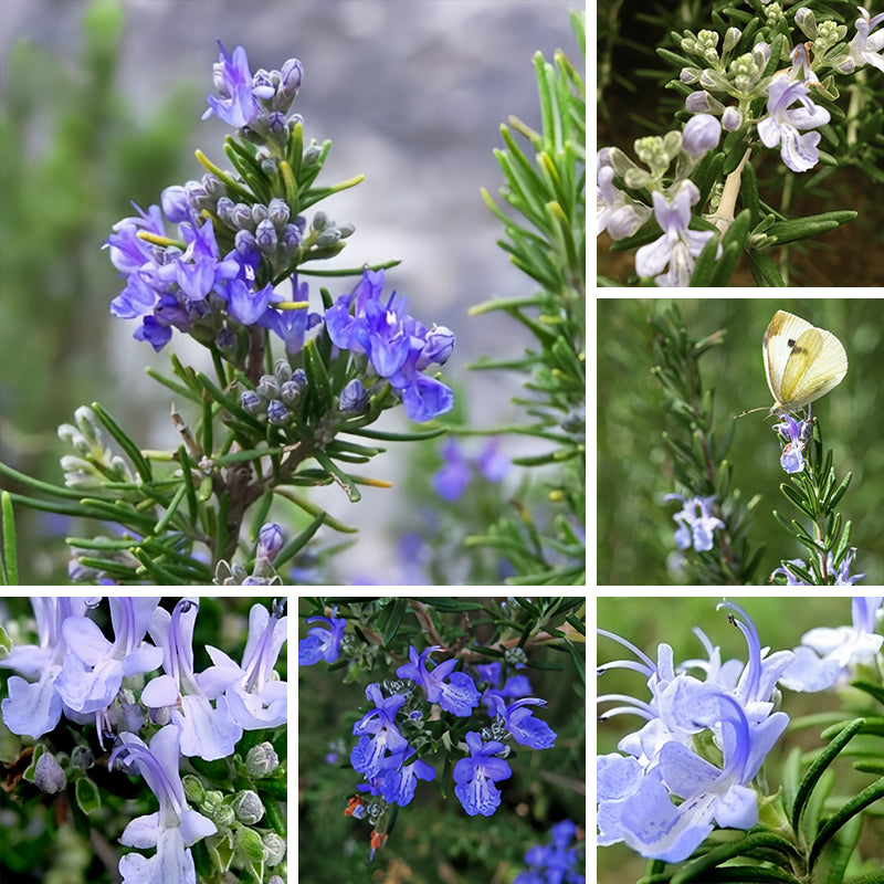 Rosemary seeds Up to 50%
