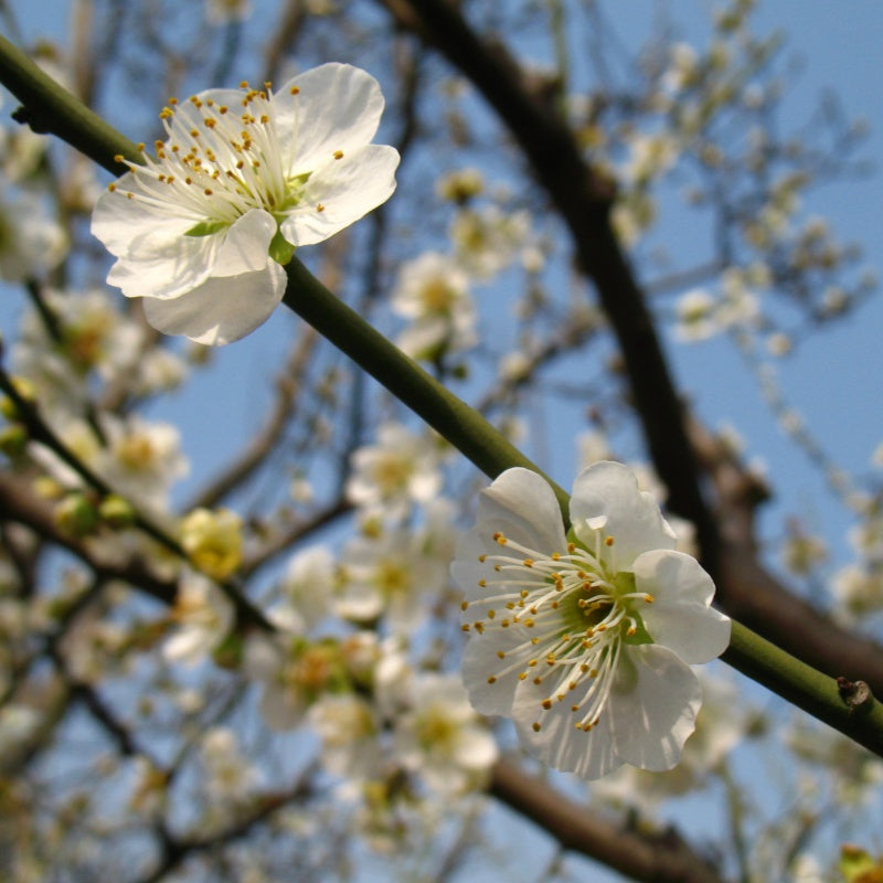 Plum Blossom Seeds Up to 50%