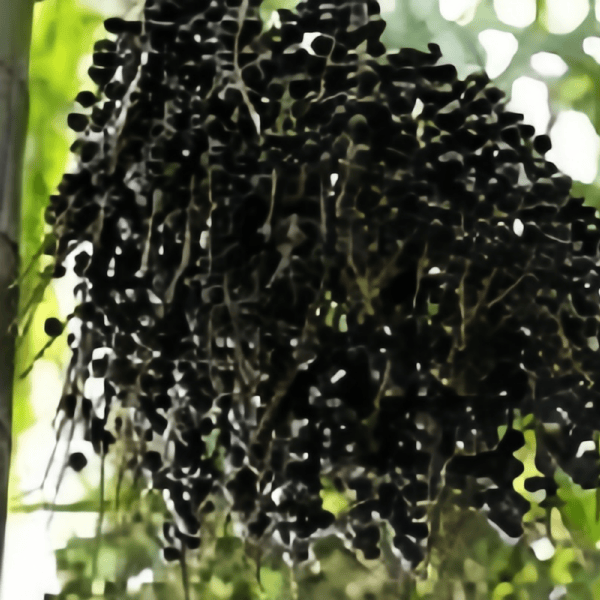 Grow Acai Berry Palm