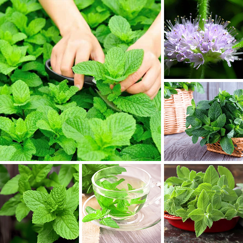Mint Seeds up to 50%