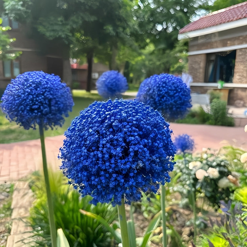 Giant Allium Bulbs - Sunset Dream