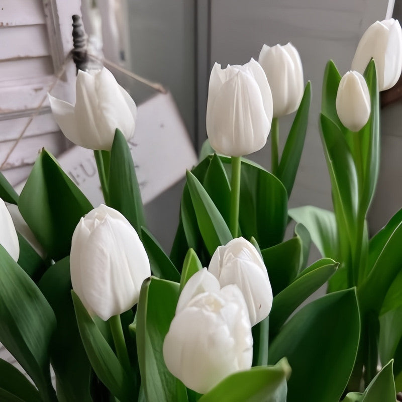 Tulip Bulbs - White Prince
