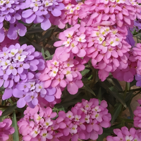 Planting Candytuft Seeds