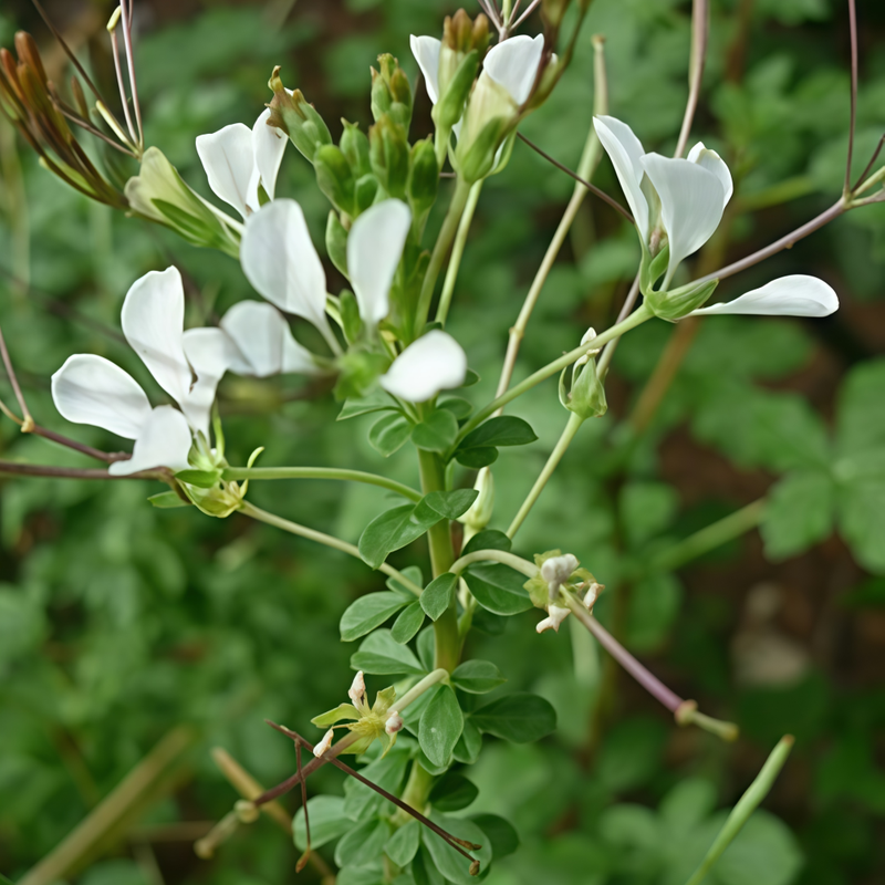 spider plant cleome gynandra Spider Flower Seeds | Cleome Gynandra Medicinal