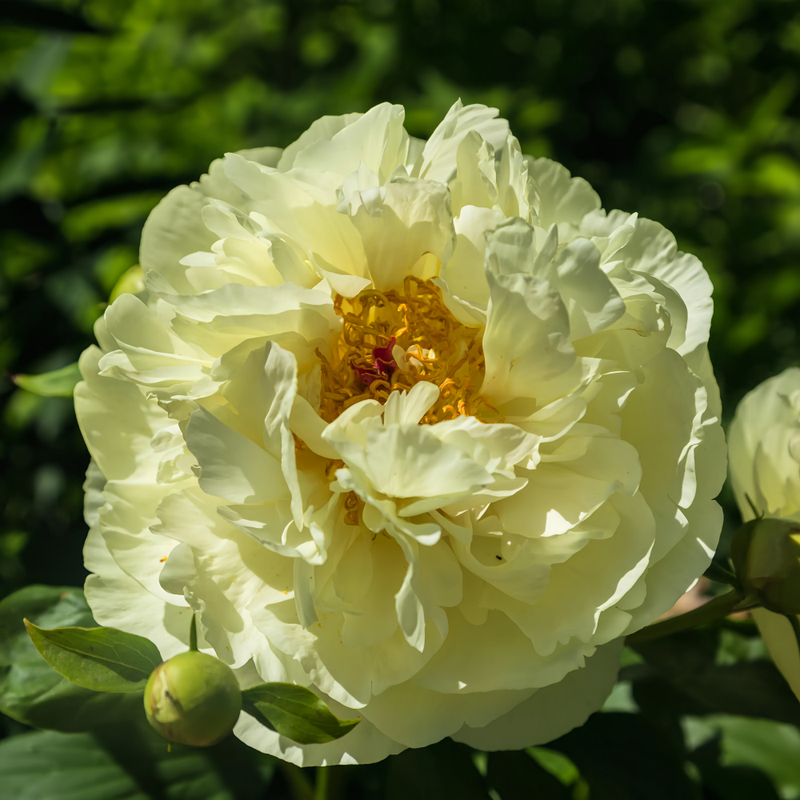 Peony Sunshine Girl Bulbs up to 50%