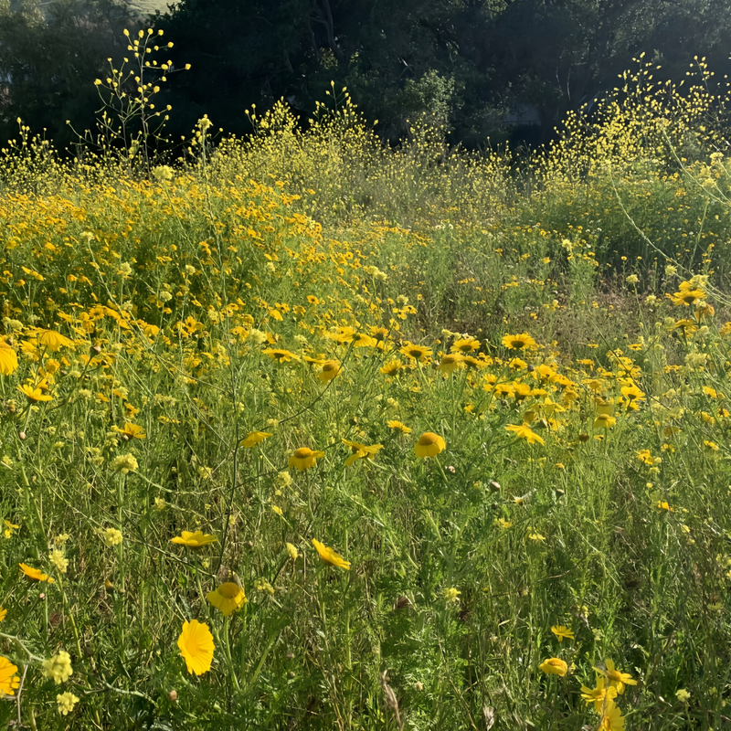 Flowering Plant Combination Yellow Seeds up to 50%