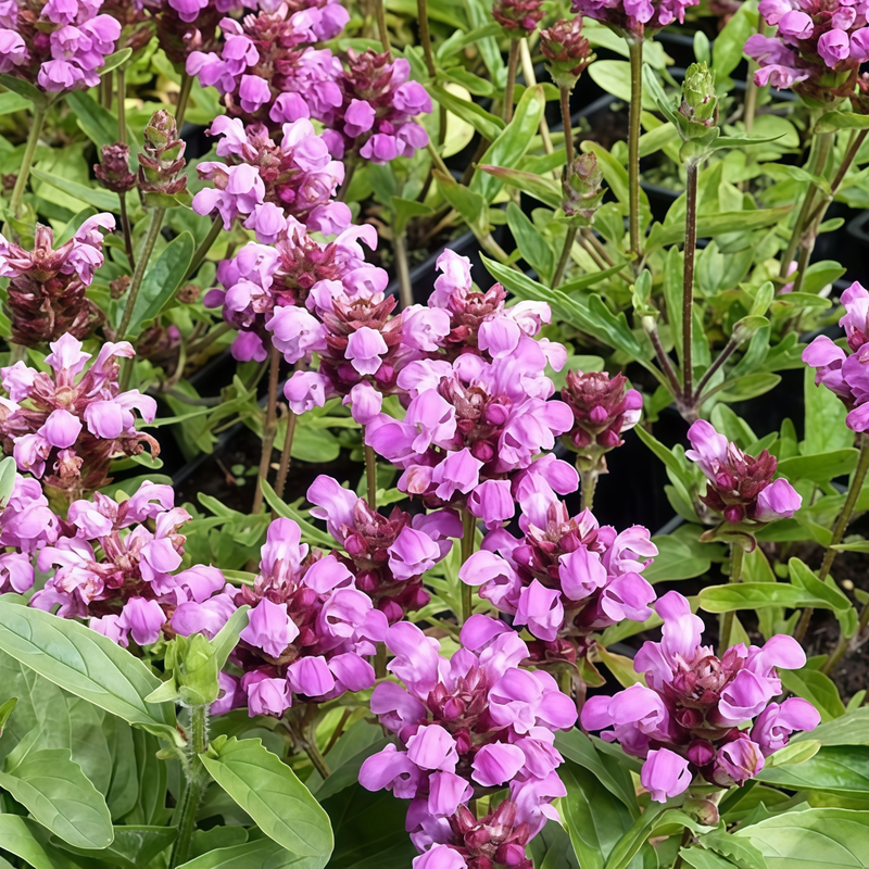 Prunella Mix Seeds up to 50%