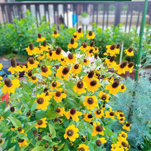 Prairie Coneflower Seeds