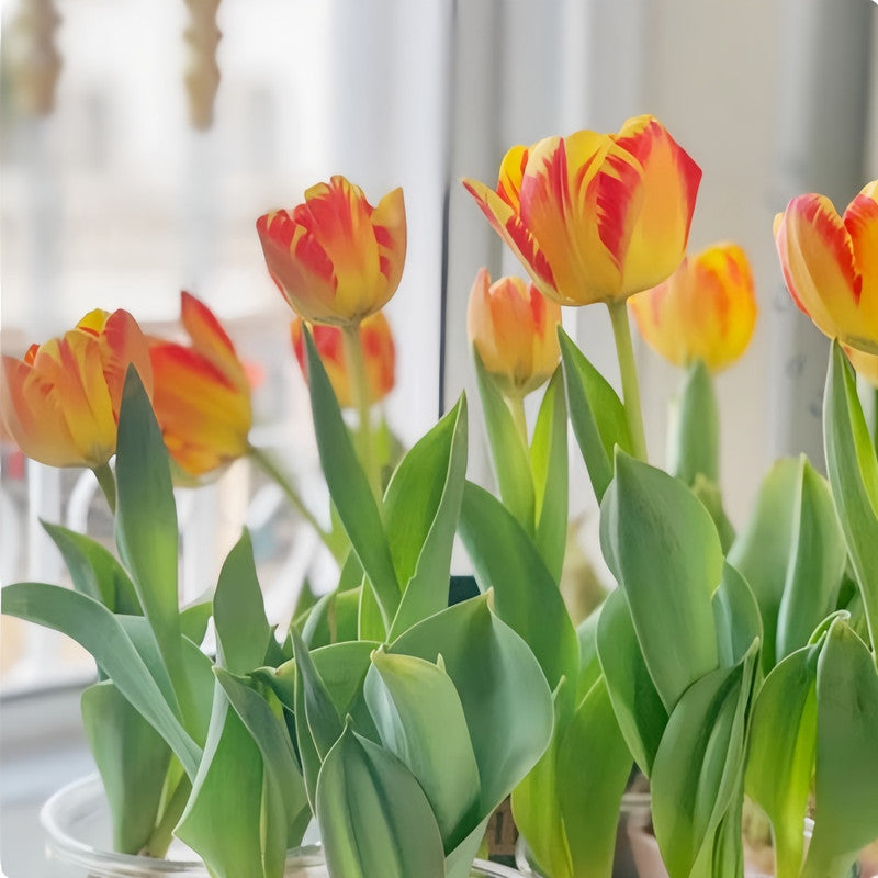 Tulip Bulbs - Ban Ya