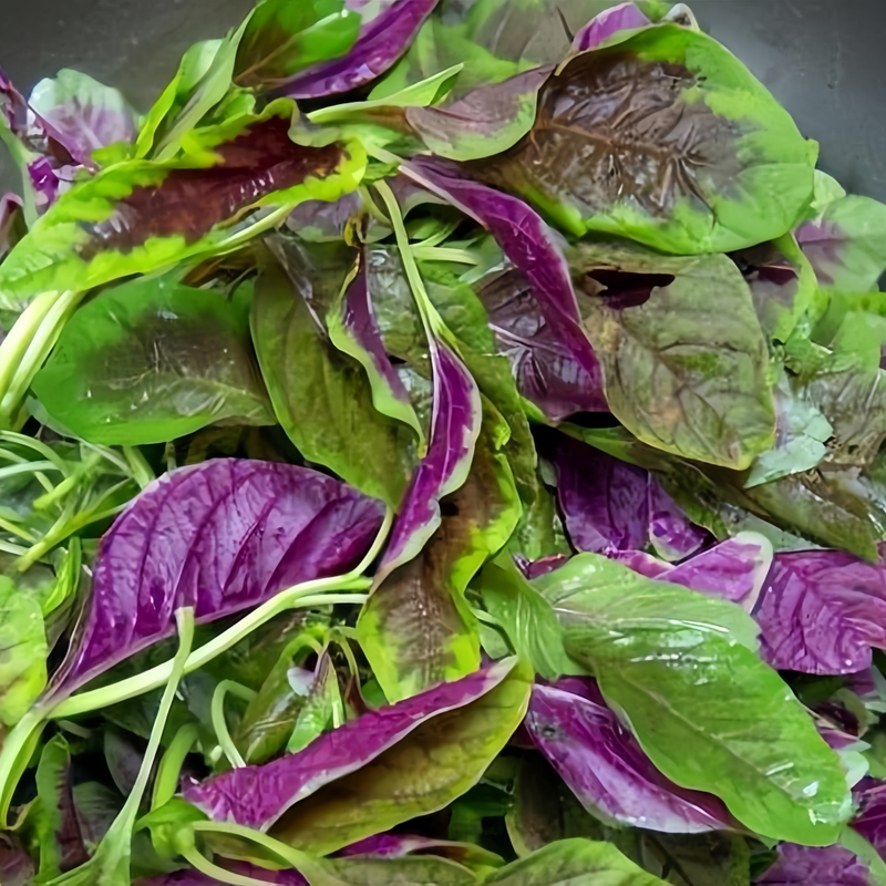 Amaranthus Tricolor L. - Larger Packet High Germination 3000-15000 Onsaleseeds