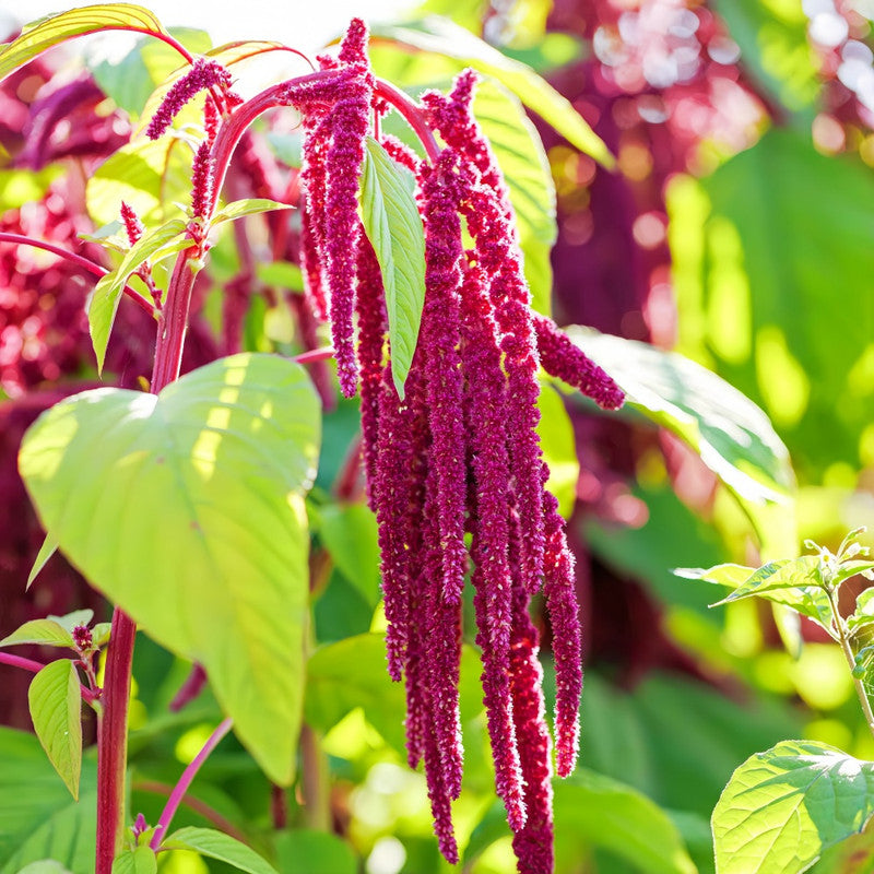 Amaranthus Caudatus Seeds - Red Larger Packet High Germination 4000-20000 Onsaleseeds