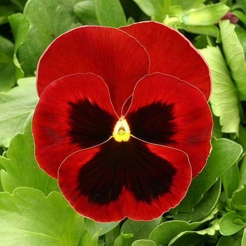 Viola Reddish-Brown Spots Seeds up to 50%