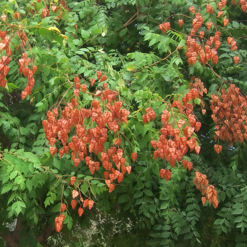 Koetrenteriapanicu Lata Laxm Golden Yellow Seeds up to 50%