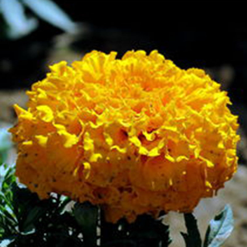 Pycnosorus GlobosusLindl Seeds Yellow up to 50% Large Pack · 1800-9000 Seeds