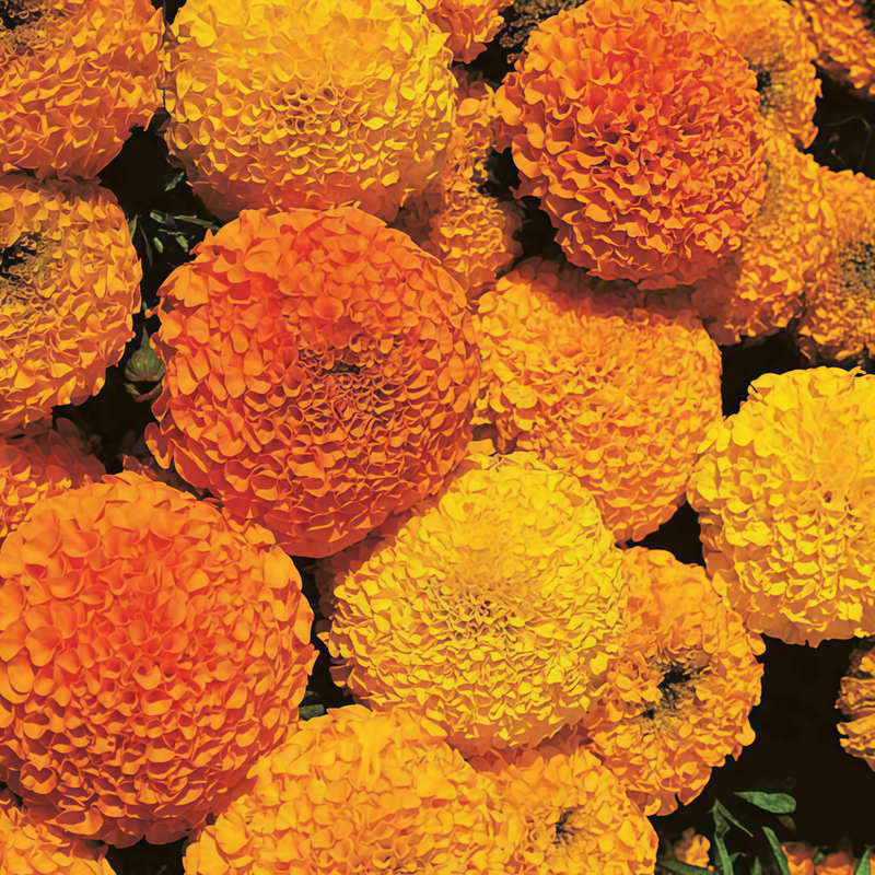 Tagetes Erecta Orange-Yellow Seeds up to 50%