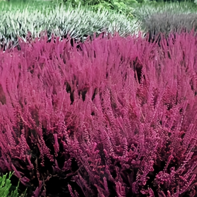 Coleus Red Seeds up to 50%