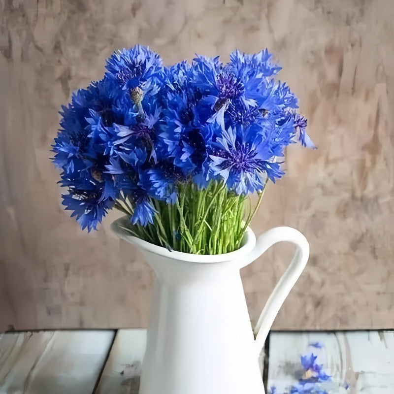 Cornflower / Bachelor Button Seeds - Blue Double Petaled Larger Packet High Germination 1000-5000 Onsaleseeds