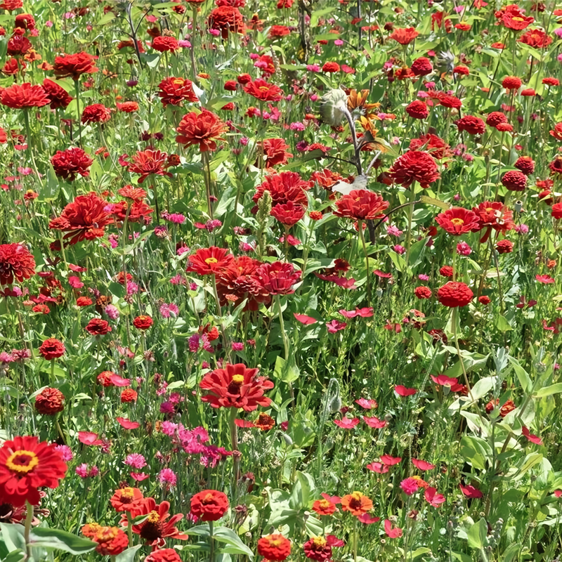 Zinnia Elegans Red Double Petaled Seeds up to 50%