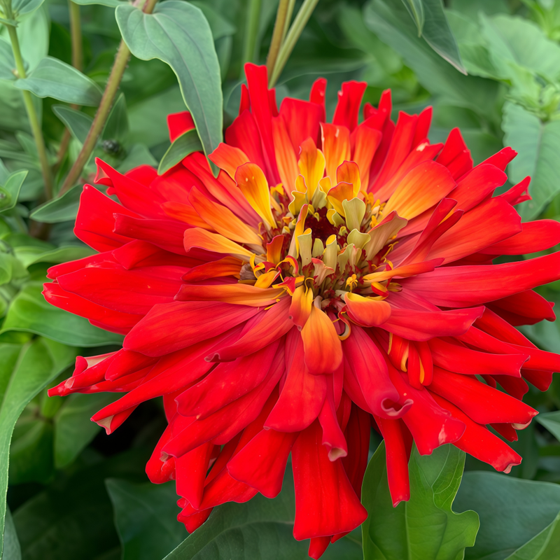 Zinnia Elegans Seeds - Red Larger Packet High Germination 300-1500 Onsaleseeds