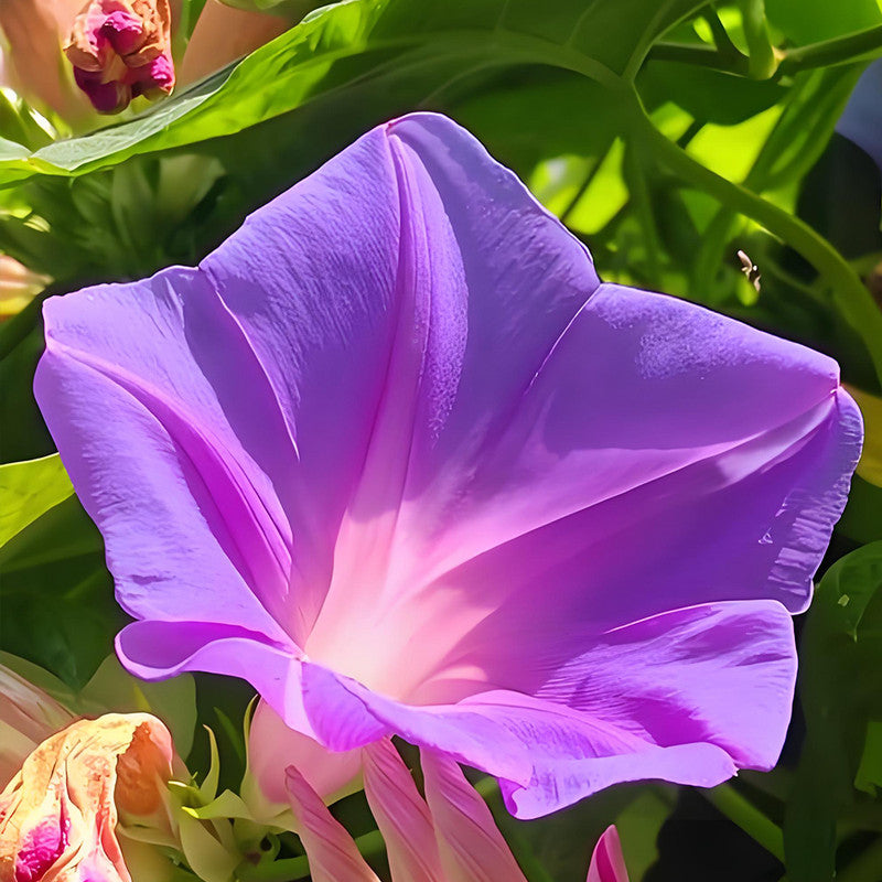 Ipomoea Seeds - Purplish Red Larger Packet High Germination 600-3000 Onsaleseeds