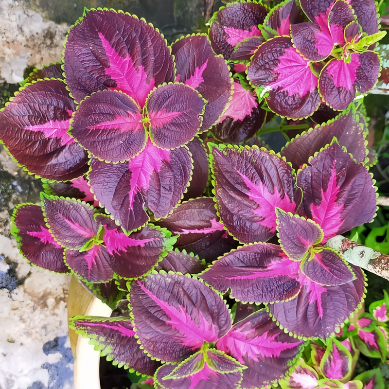 Coleus Rose Red With Green Edges Seeds up to 50%