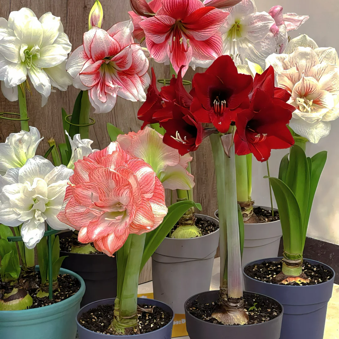Amaryllis Bulbs – Stunning Winter Blooms | up to 50% Off