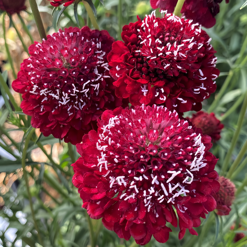 Scabiosa Atropurpurea Seeds - Red Larger Packet High Germination 1000-5000 Onsaleseeds