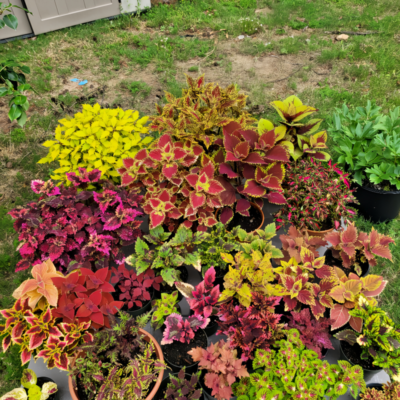 Coleus Mix Seeds up to 50%