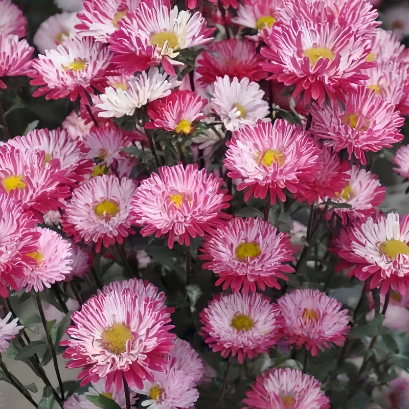 China Aster Seeds - Red With White Silk Larger Packet High Germination 800-4000 Onsaleseeds