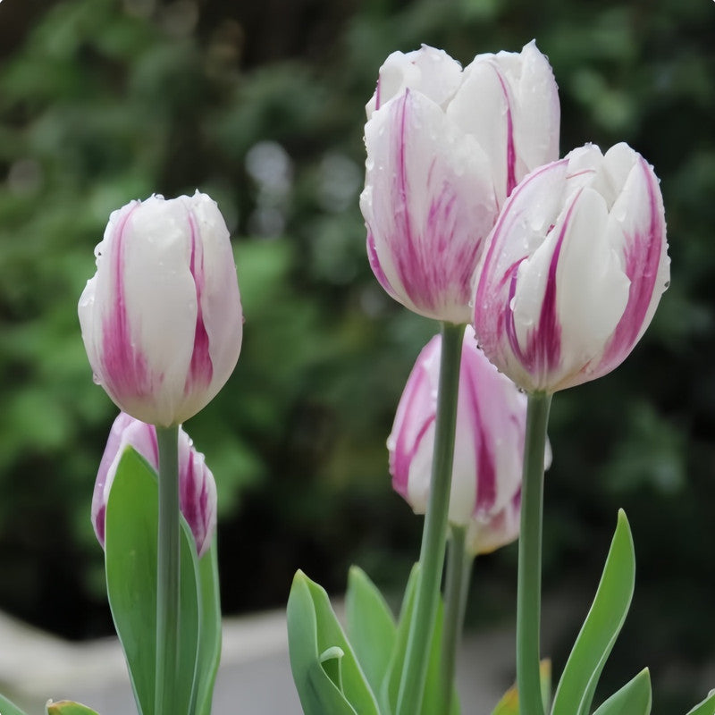 Tulip Bulbs - Burning Flag