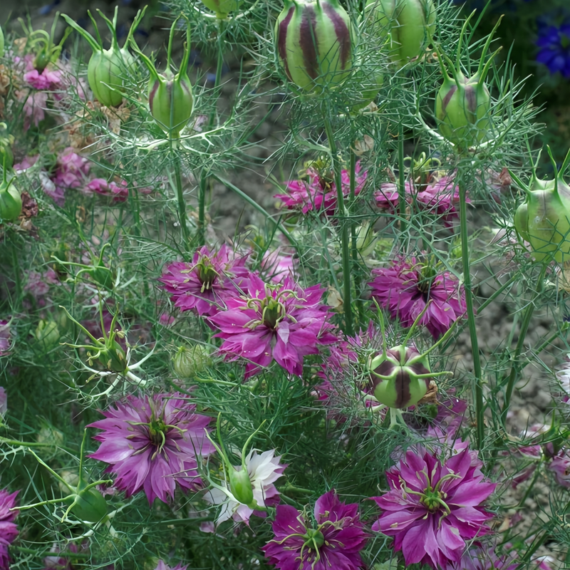 Love In A Mist Seeds - Purplish Red Larger Packet High Germination 4000-20000 Onsaleseeds