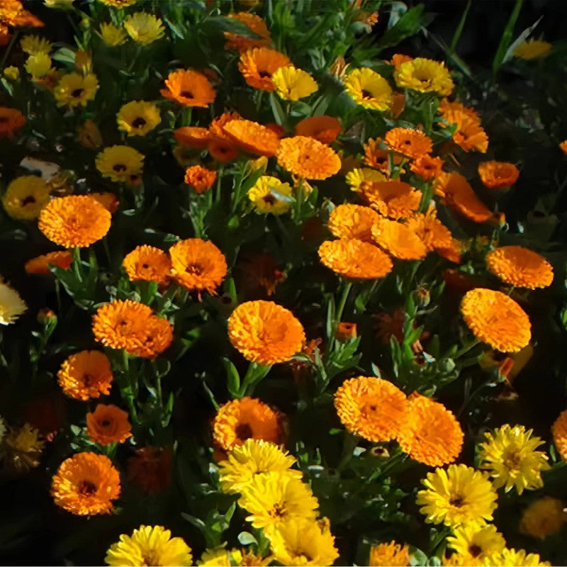 Calendula Seeds - Mix Larger Packet High Germination 2000-10000 Onsaleseeds