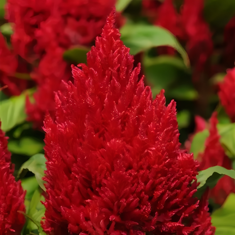 Celosia Cristata Seeds - Scarlet Larger Packet High Germination 2400-5000 Onsaleseeds