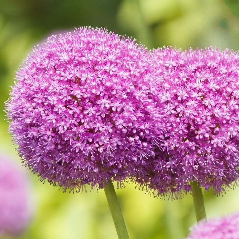 Giant Allium Bulbs - Ambassador