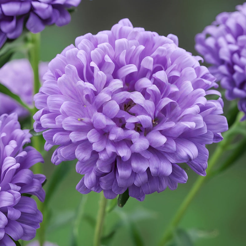 China Aster Seeds - Baby Blue Larger Packet High Germination 1500-7500 Onsaleseeds