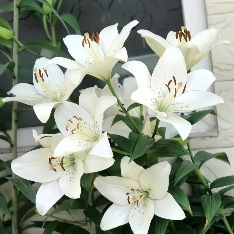 Lily Bulbs - Eyeliner