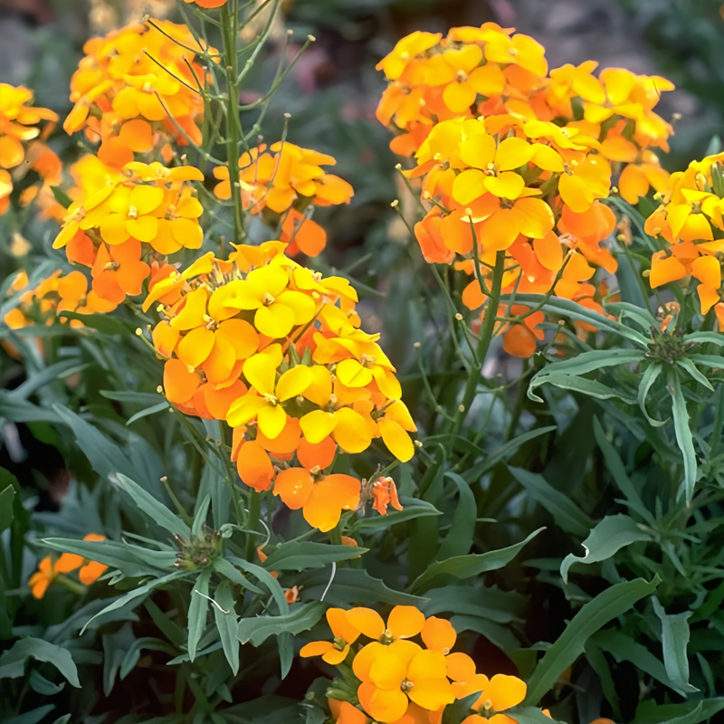 Siberian Wallflower Seeds - Cheiranthus Yellow Larger Packet High Germination 1500-7500 Onsaleseeds