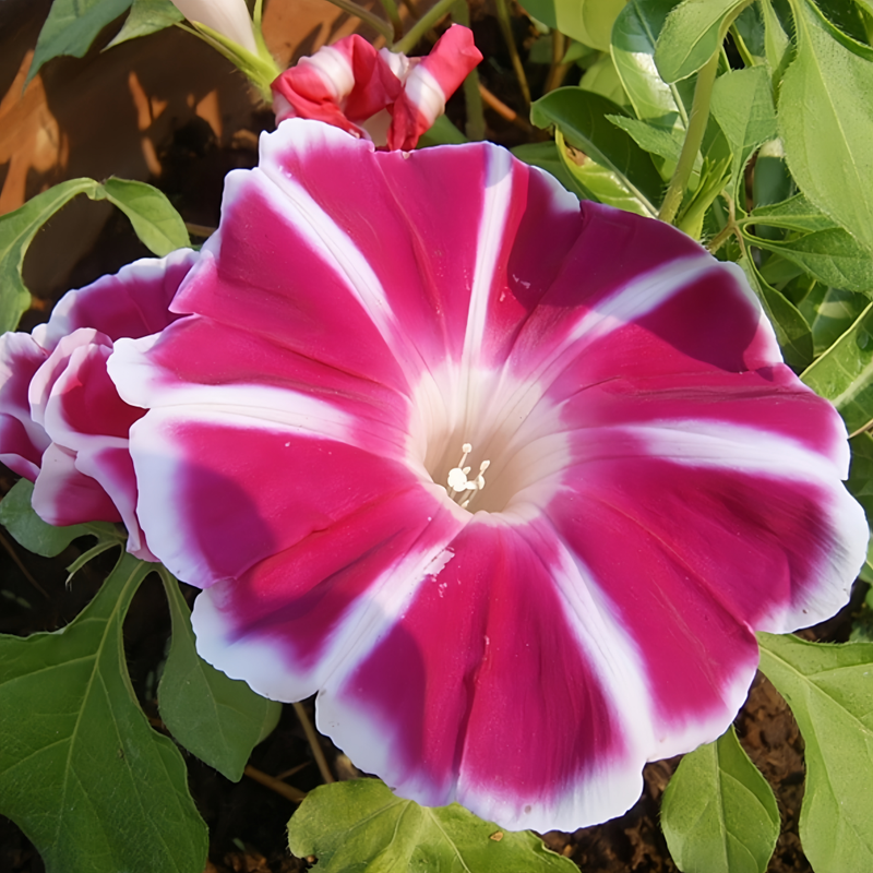 Ipomoea Seeds - Red And White Border Larger Packet High Germination 300-1500 Onsaleseeds
