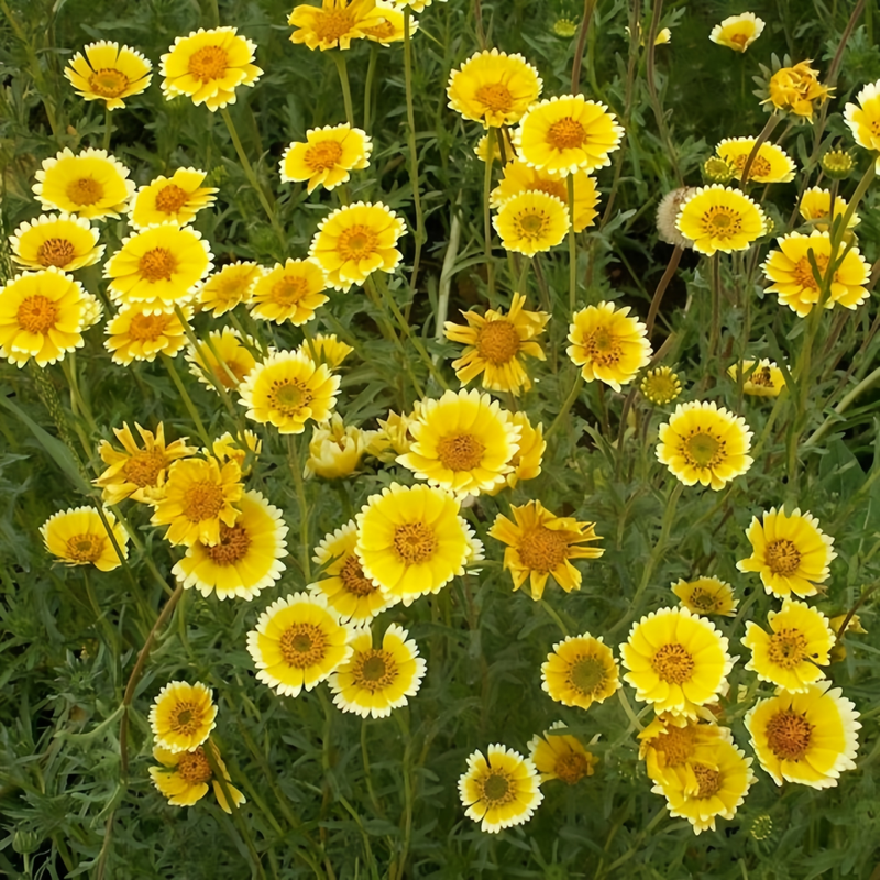 Layia Platyglossa Yellow White Border Seeds up to 50%