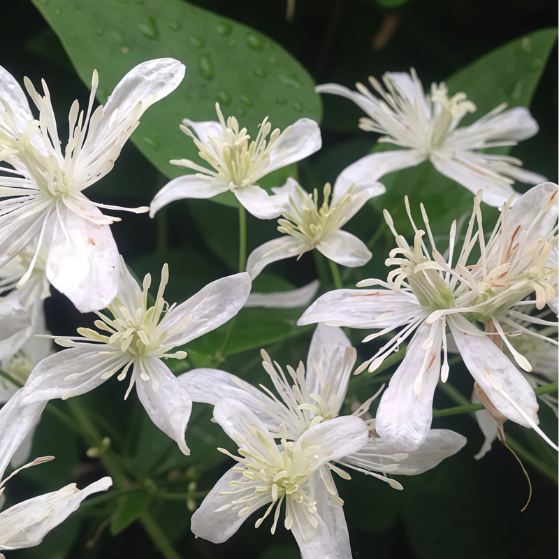 Clematis Chinensis Osbeck Seeds - Larger Packet High Germination 350-1800 Onsaleseeds