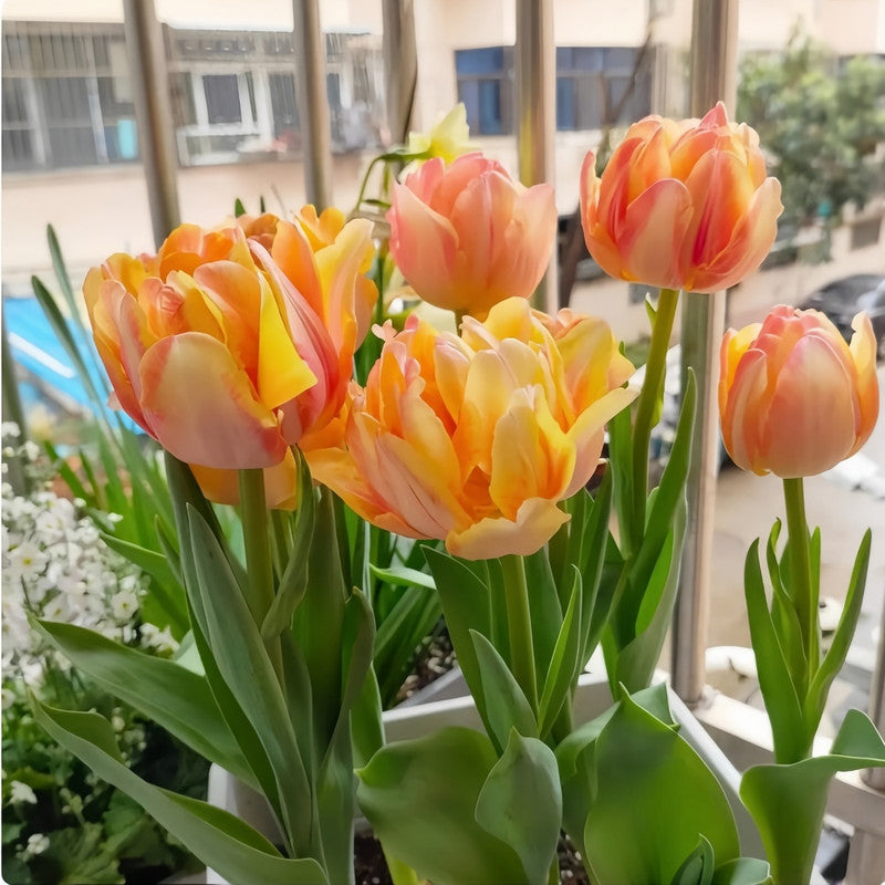 Tulip Bulbs - Pumpkin Lantern