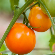 Red Fruit Lycopersicon Esculentum Miller Seeds