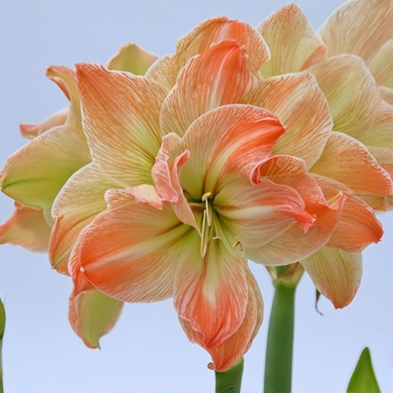 Amaryllis Bulbs - Exotic Fairy