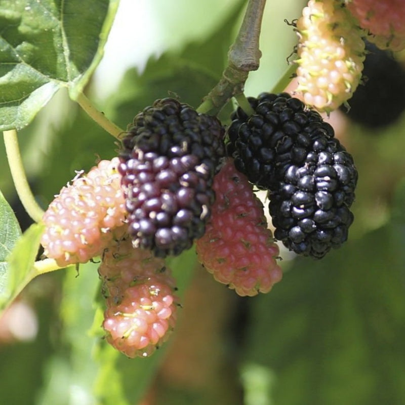 Mulberry Tree seeds up to 50%