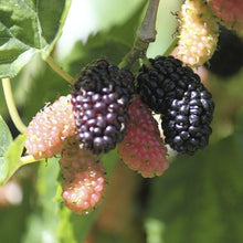 Mulberry Tree Seeds