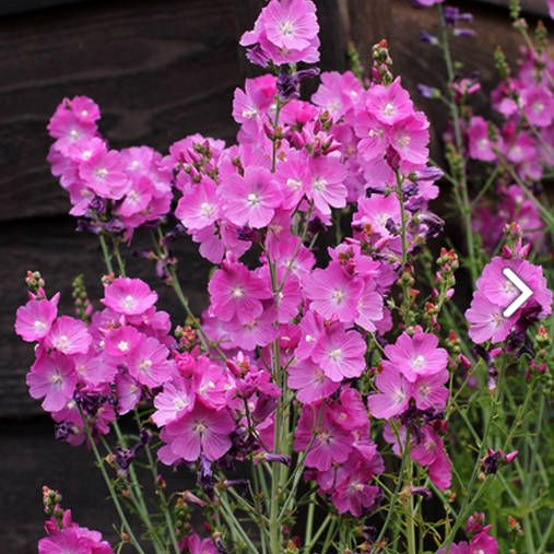 Climbing Snapdragon Seeds - Purplish Red Larger Packet High Germination 4000 Onsaleseeds