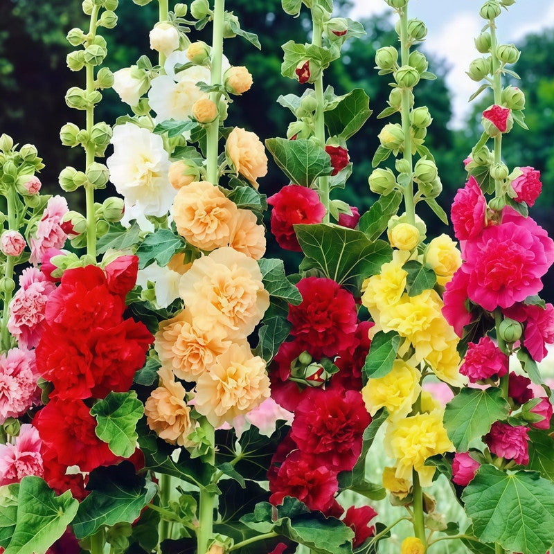 Flower Border（Annual）