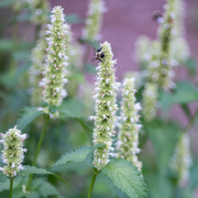 White Korean Mint Seeds