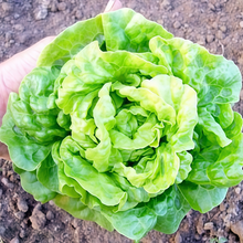 Lettuce Seeds